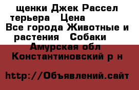 щенки Джек Рассел терьера › Цена ­ 27 000 - Все города Животные и растения » Собаки   . Амурская обл.,Константиновский р-н